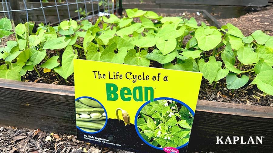An image of a raised garden bed filled with green beans and a book titled, The Life Cycle of a Bean.