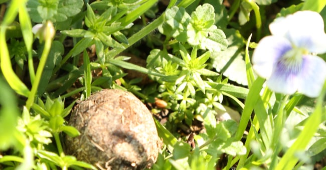 Easy DIY Seed Bombs