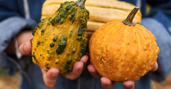 Teaching Children About The Fall Harvest